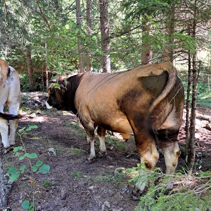 Tauras AUBRAC 18 luni