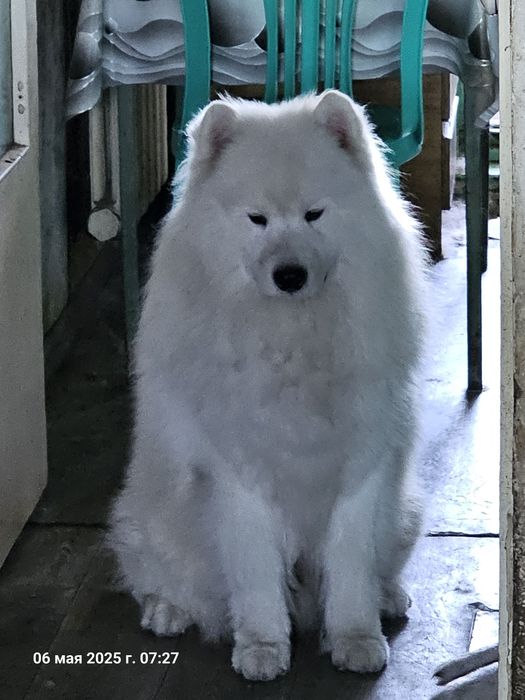 Привозные кобели Самоеда для вязки