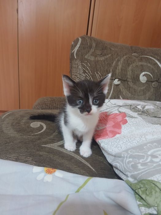 Отдам котят в добрые руки