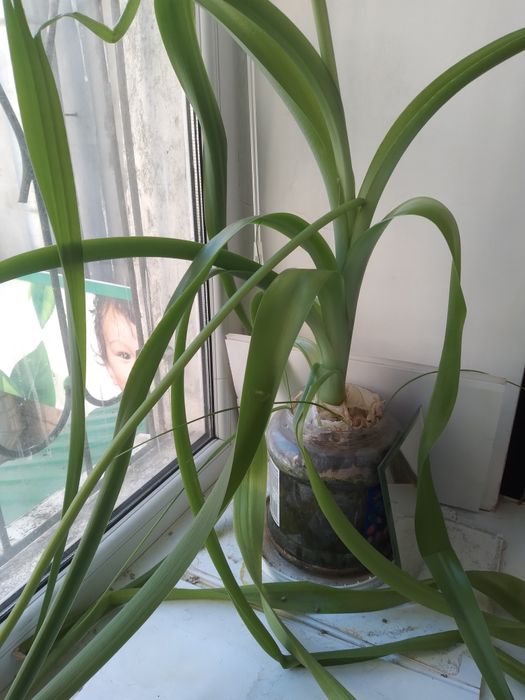 Цветок Индийский лук для суставов