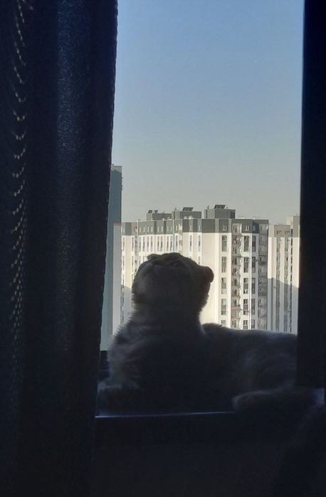 Mushuk sotiladi zoti Scotish Fold