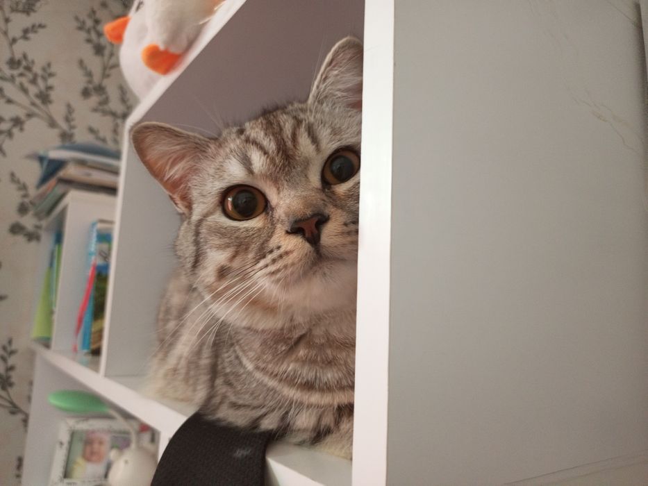 Вязка Кота, Скоттиш страйт