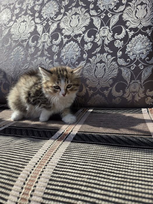 Отдам в хорошие руки