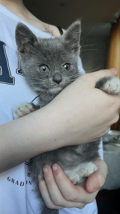 Милые котята, отдаем в добрые руки