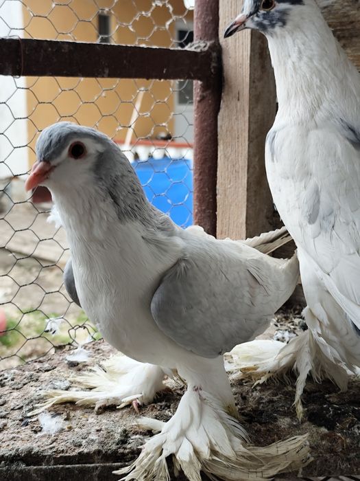 Vând porumbei lahore