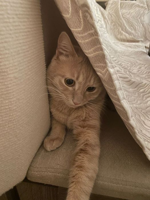 Отдам кота в добрые руки