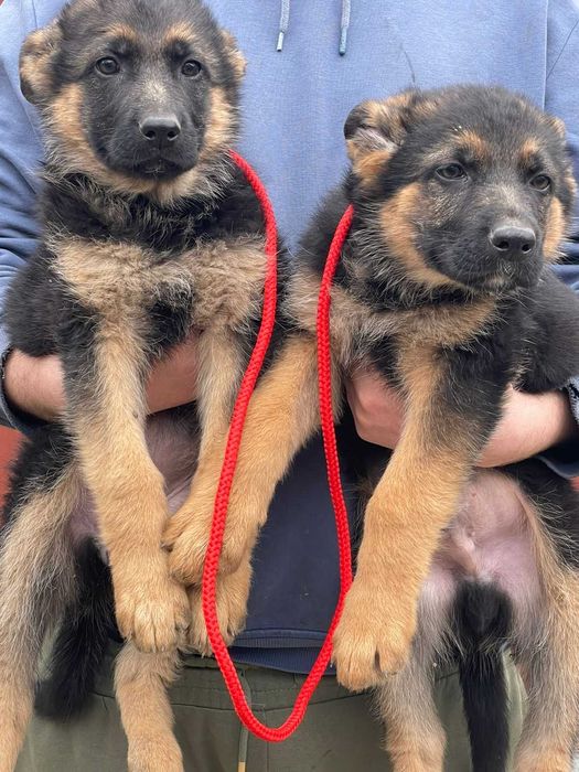 Продам Щенят Немецкой  овчарки