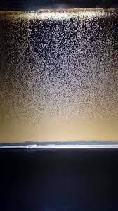 Oua artemia umeda -artemia shrimp