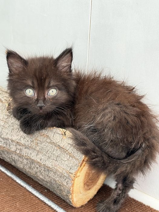 Котенок ищет дом и родителей