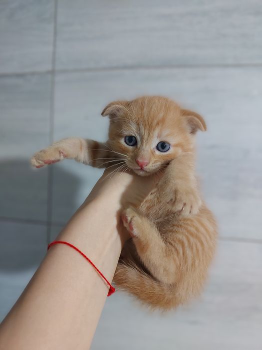 Продаются котята