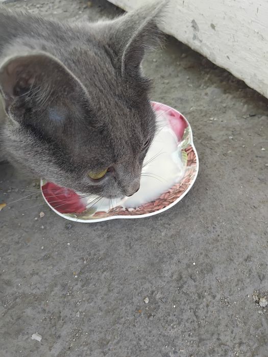 Чей котик потеряшка