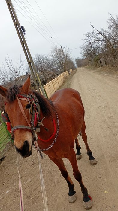 Vând iapă de 6 ani