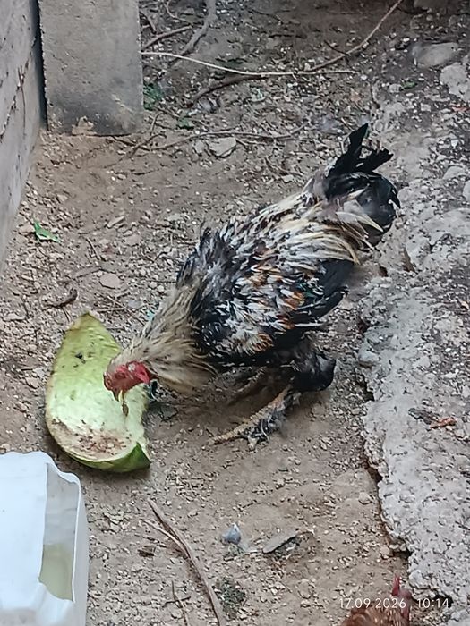 Продам молодого петуха