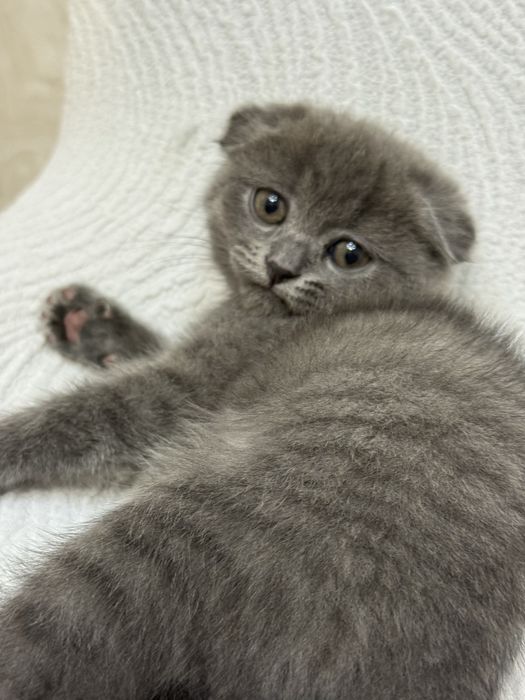 Мысық шотландский