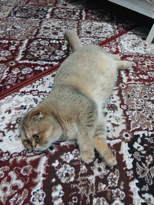 Кошка вислоухая МИЛКА