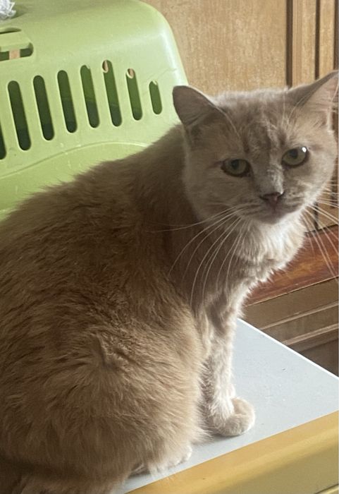 Котики и кошки мышелоы