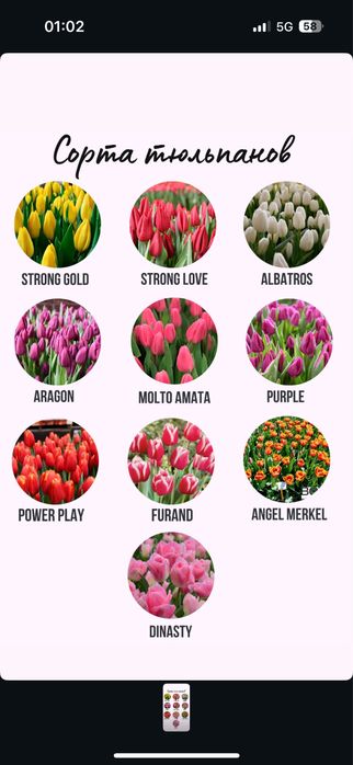 Тюльпан розничная цена от 450тг