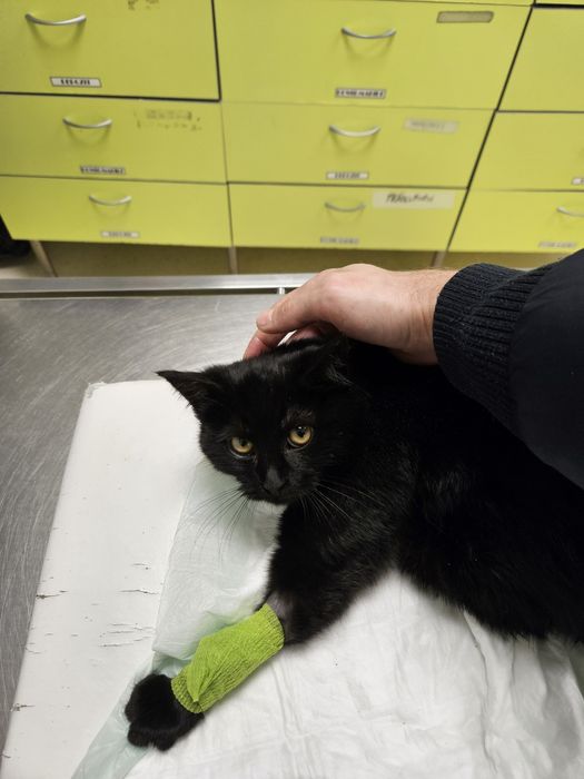 Căutăm Foster pentru un luptător mic .Pisic salvat de pe strada