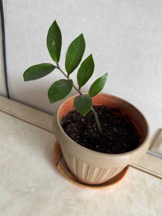 Комнатные цветы: Долларовое дерево, Хатиора