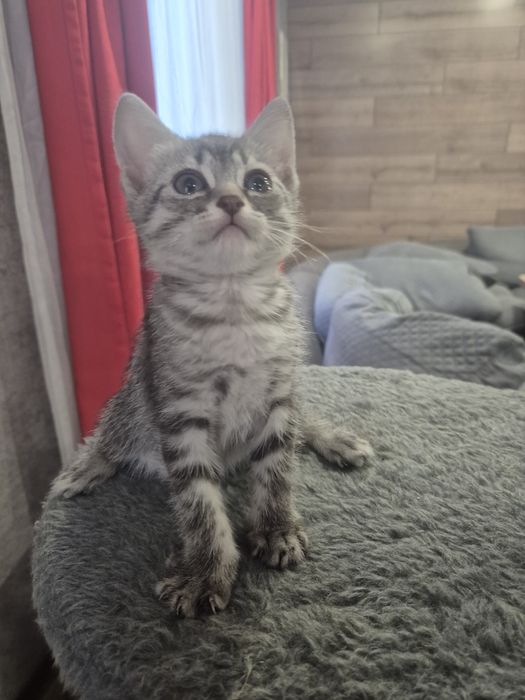 Пордистые котята