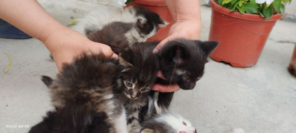 Продам котят, мушукчалар сотилади