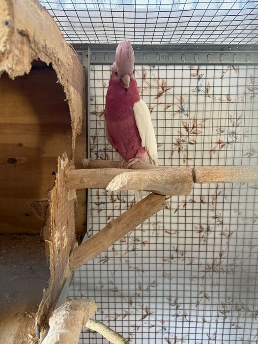 Vând papagal Roza KaKadu Lutino