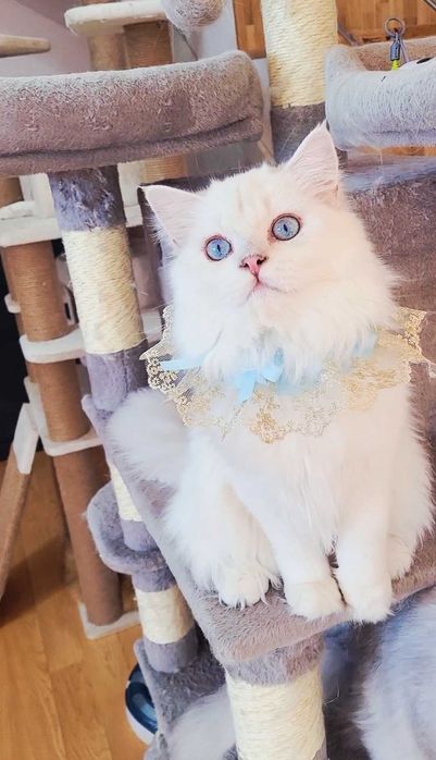 British longhair baietel alb cu ochi albaștri pedigree