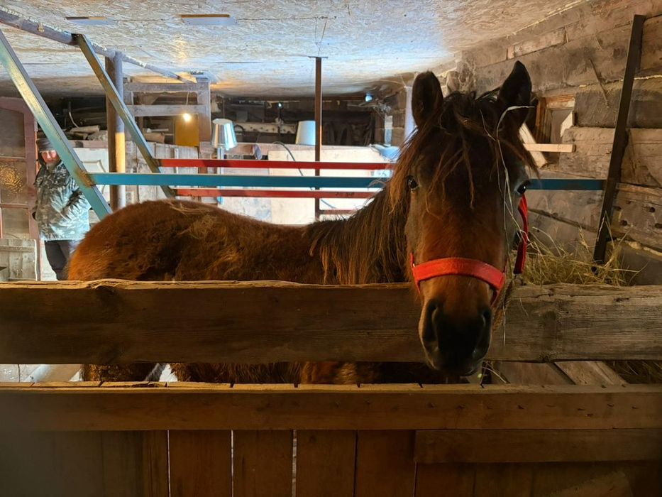 Семіз тай сатылымда