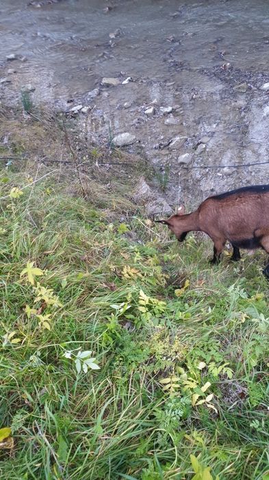 Vind capra alpina franceza gestanta al  treilea ied ciuta genetic buna