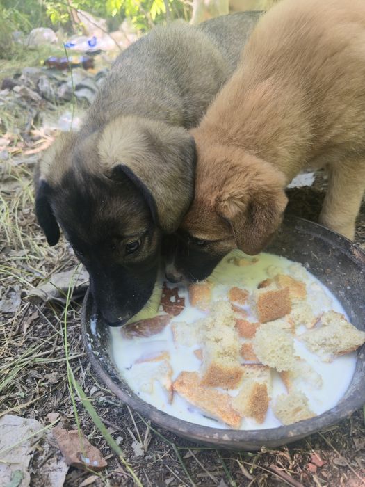 Отдам в добрые руки котята