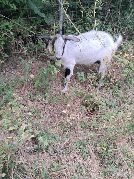 Țap si capre metis anglonubian de lapte