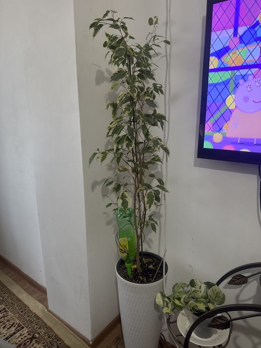 Уй гулдери срочно сатылады