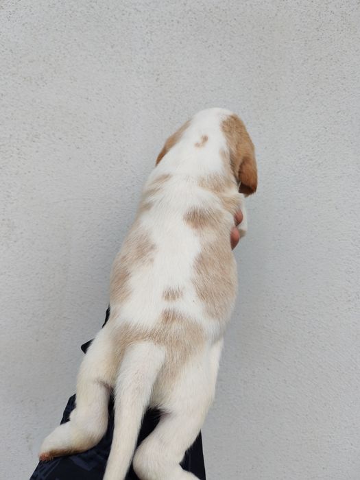 Fetița beagle bicolor culoare deosebita