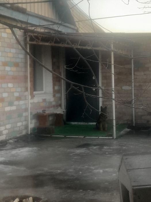 Немецкая овчарка девочка/ұрғашы