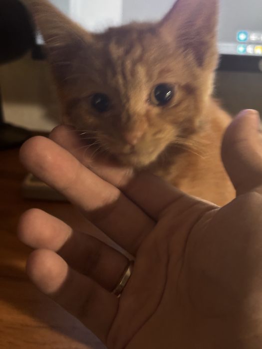 Отдам котенка бесплатно