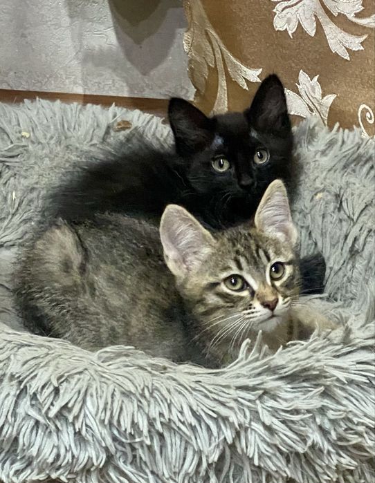 Отдам котят, ПРИВИТЫ, паспорт, помесь с британцем, можем привезти