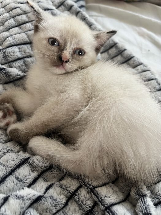 Прелестные котята