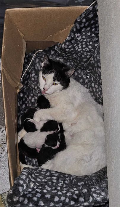 Pisicuță abandanata cu 4 pui are nevoie de stăpân