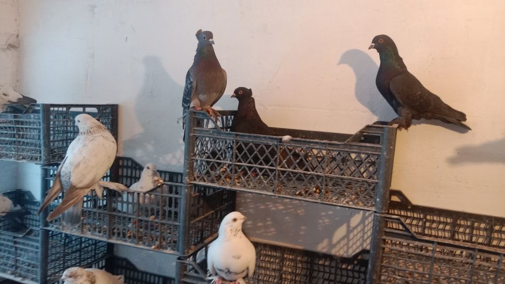 Голуби Самаркандские Голубь