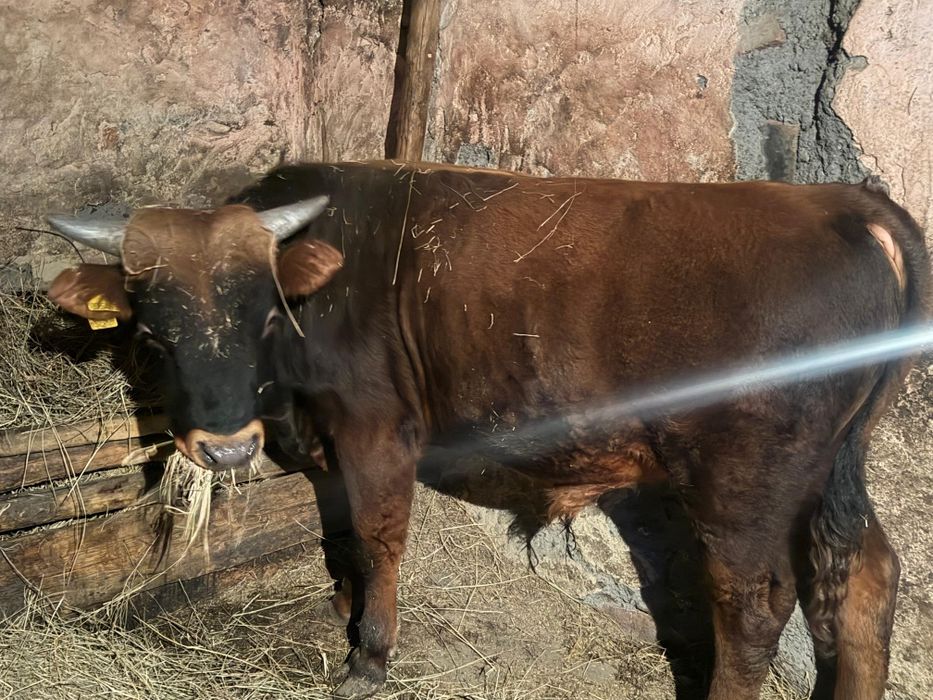 Продам бычка на откорме