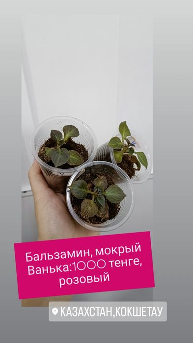 Бальзамин:1000 тенге