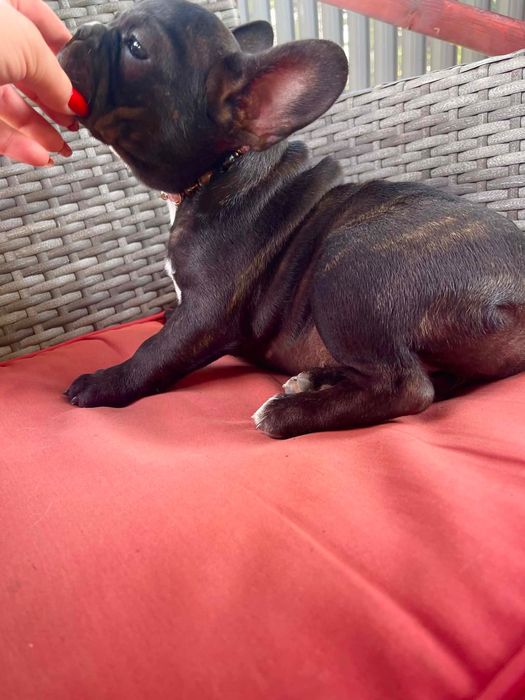 Bulldog francez femelă black brindle