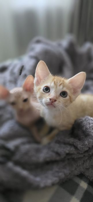 Продам котят два мальчика