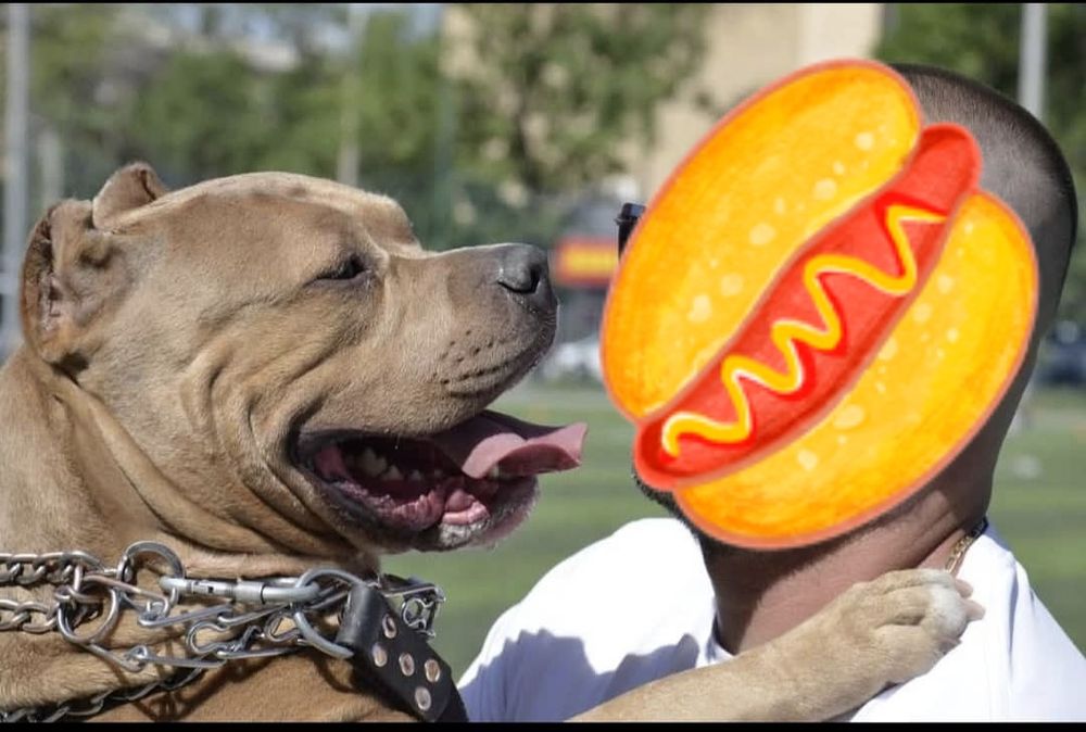 Американский булли XL вязка. IT SOTILMAYDI ! FAQAT QOSHISHGA !