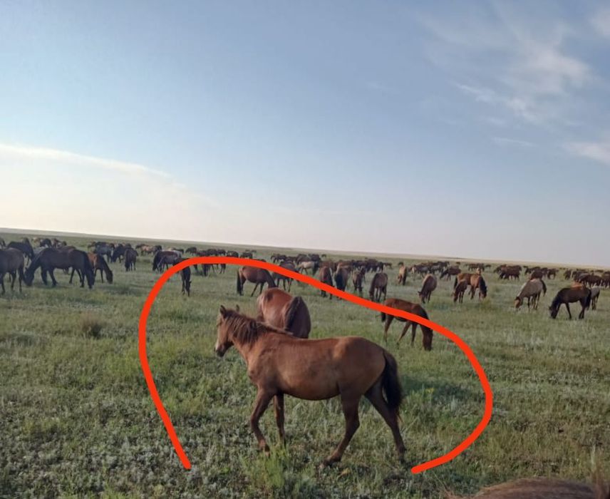 Кобыла пять лет и тай девочка