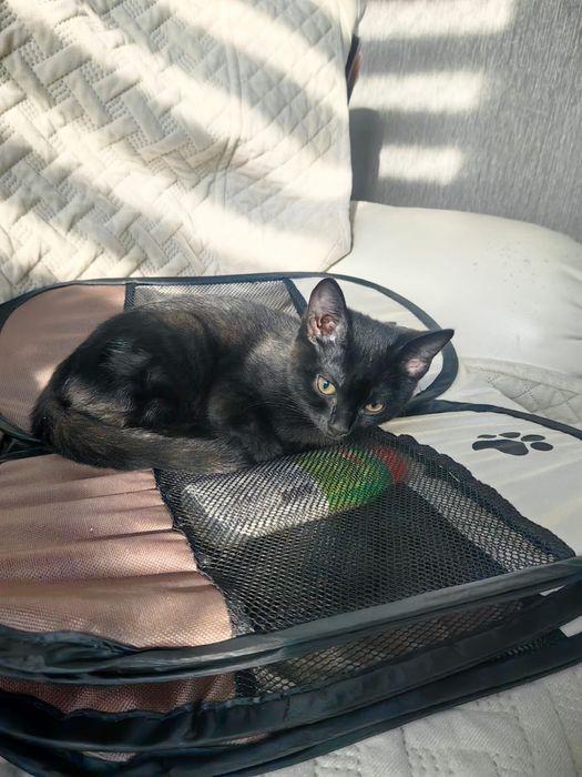 Отдам котика в добрые руки