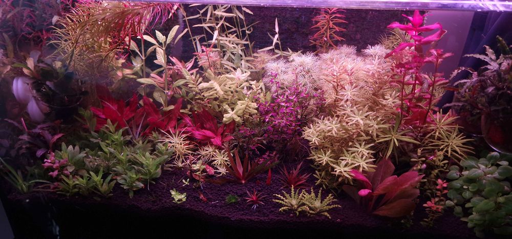 Plante naturale de acvariu + Gratis 10 Capsule Nutritive pt. Rădăcini