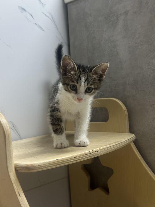 Котенок мальчик