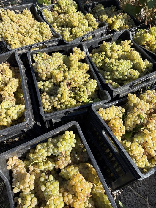 Продавам  Грозде ПИНО НОАР