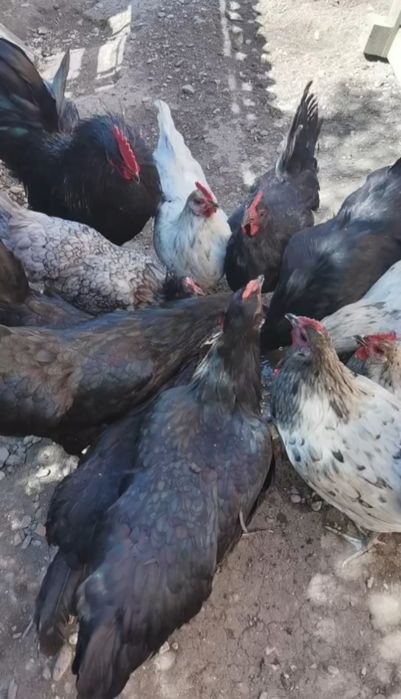 Vând o familie de australop